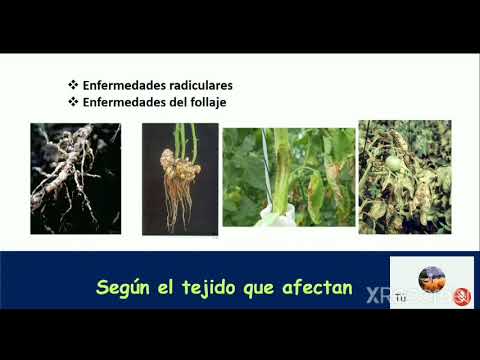 30/05/20 Módulo Plagas y enfermedades.