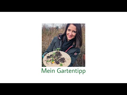 Winterlinge vermehren | berlingartentipp