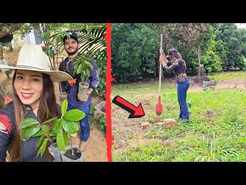NOSSA FAZENDA DOS SONHOS @XINGURUSTICO ! Plantei várias mudas de frutas