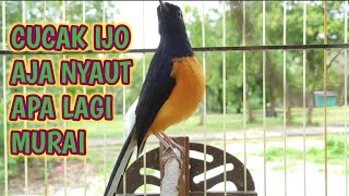 Download lagu Pancingan Murai Batu Borneo ||👍 Pasti Murai Lain Nyaut | เสียงนกกางเขนดง mp3 Download lagu Pancingan Murai Batu Borneo ||👍 Pasti Murai Lain Nyaut | เสียงนกกางเขนดง mp3