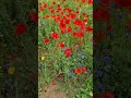 English Country Garden Poppy FIELD SECRET LOCATION..