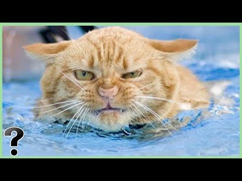 Why Do Cats Hate Water? - YouTube