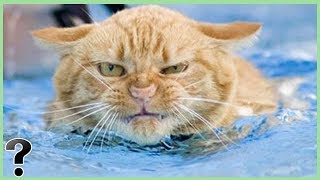 Why Do Cats Hate Water?