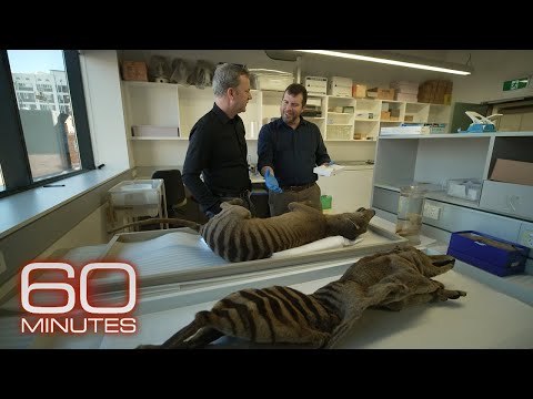 Search ongoing for extinct Tasmanian tiger amid efforts to revive species | 60 Minutes