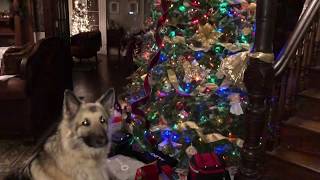 Long Lasting Real Christmas Tree Secrets Five weeks after setting it up. January 9, 2019!