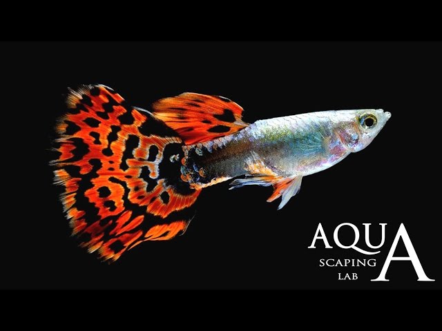 Aquascaping Lab - Guppy Fish Poecilia Reticulata description / Guppies Lebistes Reticulata