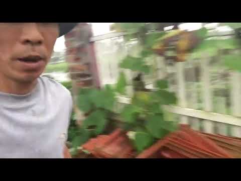 Um ponto de vista no estudo do currículo