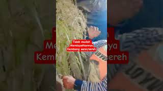 Download lagu tidak semua orang tau kegunaan kembang serai/sereh #shorts #shortvideo mp3