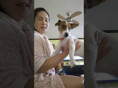 Milly, Maddy, and Ozzie — they're such sweet fur babies. #dog #family #dogs #good #happy #love