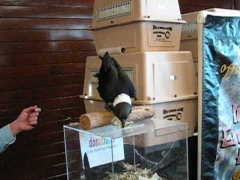 White-necked Raven takes donations