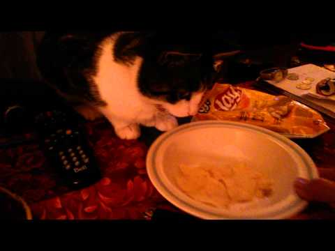 Kitay understands human language...