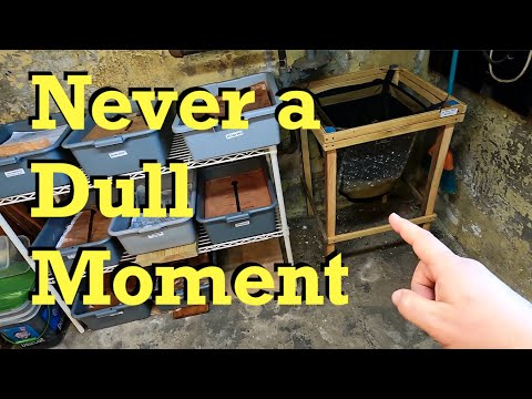 Taking stock of my European nightcrawler worm composting systems - vermicomposting