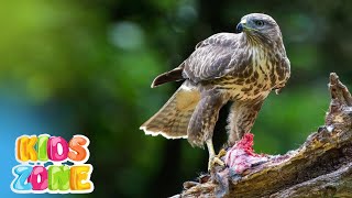 Birds of prey for kids | Raptors for kids learn | Raptor birds of prey in English | predators