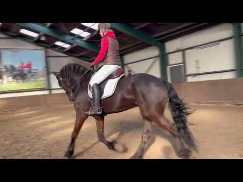 Stal Okkema's Haitse - Tsjalle x Onne - Star Gelding - 2018 - 1.68m