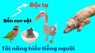 506🦜.The duck understands human language, the brown starling is smart, the dog is smart, the parr...