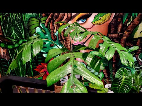 ILLEXOTICS - Philadelphia