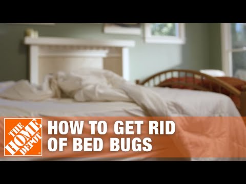 image-Do you need professionals to get rid of bed bugs?