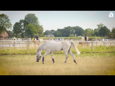 Haltung von Spitzensportpferden bei Marcus Ehning