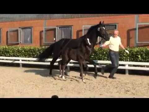 Hengstfohlen v. Benetton Dream - Royal Highness