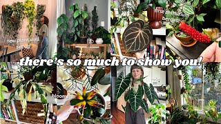 🌿 houseplant updates!! walk through my whole collection