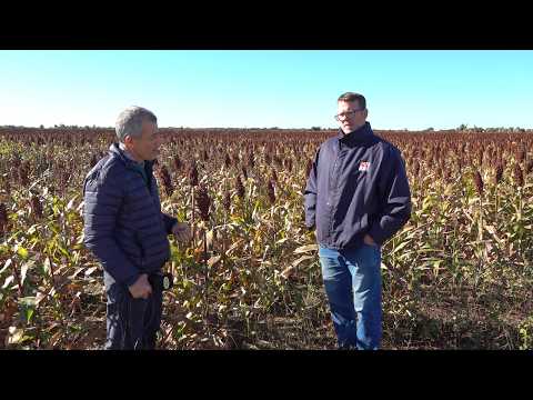 Trigo y Girasol - Villa Angela Chaco - Ing. Agr. Juan Martignago INTA.