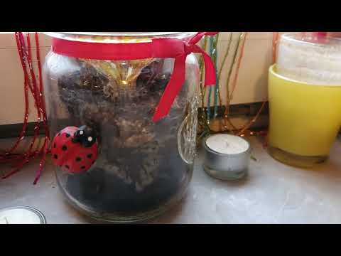 Was kann ich tun, damit mein Basilikum blüht? | Tipps zur Pflege