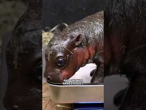 EXCLUSIVE: Richmond Zoo reveals new baby hippo's name live on TODAY!
