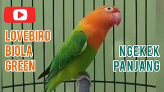 Download lagu Lovebird Biola Green Ngekek Panjang Cakep Buat Pancingan & Masteran mp3 Download lagu Lovebird Biola Green Ngekek Panjang Cakep Buat Pancingan & Masteran mp3