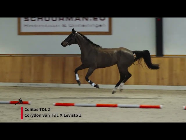 Colitas T&L Z