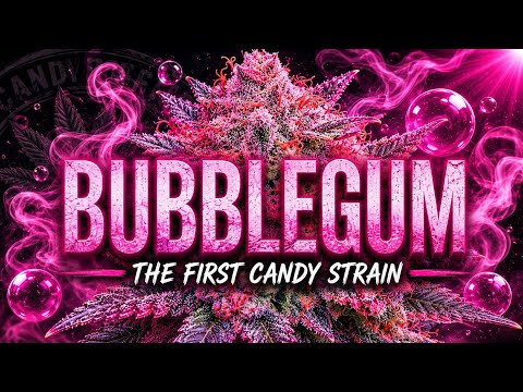 Bubblegum Dulce Strain