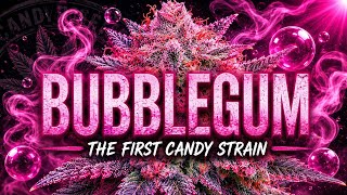 Bubblegum: The Untold Story of The First Candy Strain