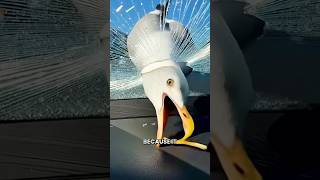 This Will Stop Birds From Dying