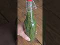Making Soda With Pine Needles And Sugar Water