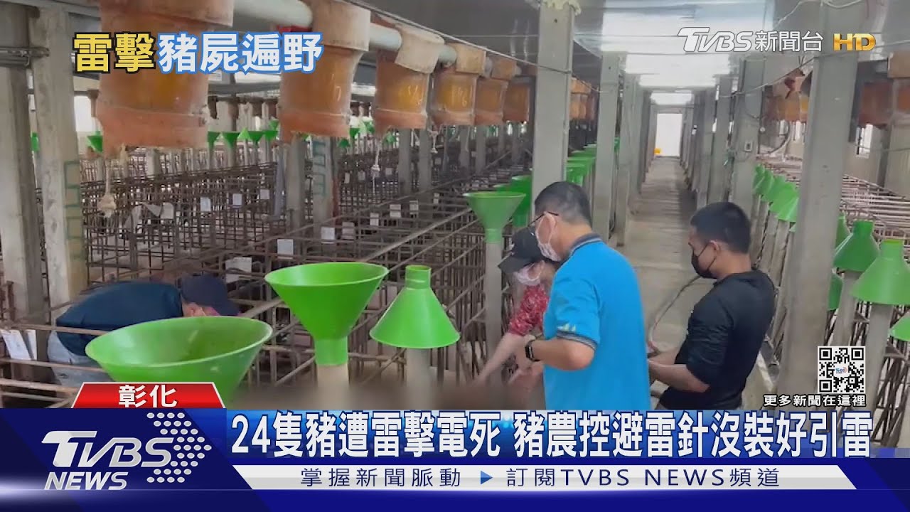 24隻豬遭雷擊電死 豬農控避雷針沒裝好引雷