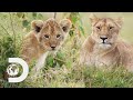 A Missing Lion Cub Worries Jonathan Scott Big Cat Tales