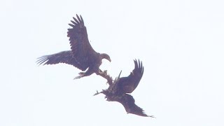 Biesbosch _ Fly like an eagle