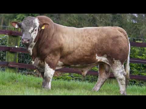 Polled Easy Calving Simmental Bulls 1.7% For Sale - Image 2