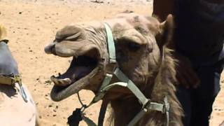 Camel Screaming
