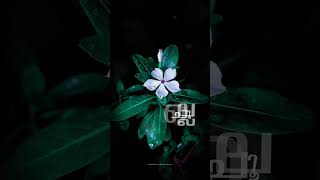 Download lagu Mulle mazhaville chollu/statuz video/mazhathulli music world/ #shorts mp3 Download lagu Mulle mazhaville chollu/statuz video/mazhathulli music world/ #shorts mp3
