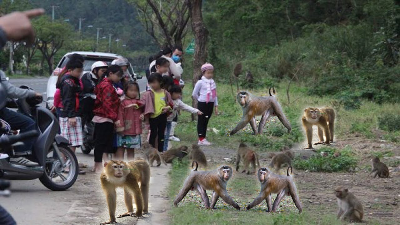 Khám Phá Núi Khỉ Sơn Trà Trải Nghiệm Mới Ở Đà Nẵng