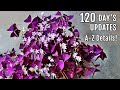 OXALIS Plant CARE 101 - BEST Soil Mix, Fertilizer, Light & Water Requirements & Propagation
