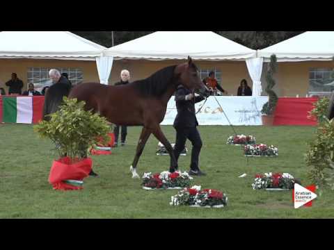 N.74 AS SOLEIKA - Arezzo 2015 - 2 year old fillies (Class 8A)
