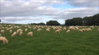 Ewes and Lambs Grazing in 1Ha Cell managed by Precision Grazing 2016