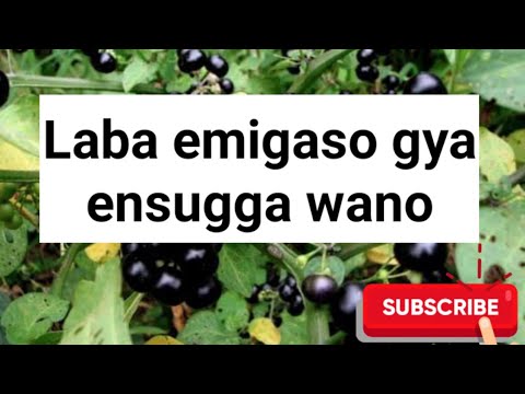 Emigaso gya ensugga gyotasaanidde kusubwa @SSENGABIROOTONEDDAGALA