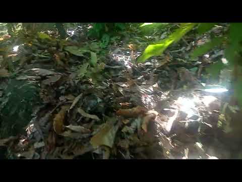 Vende-se essa fazenda em Ubaitaba Bahia