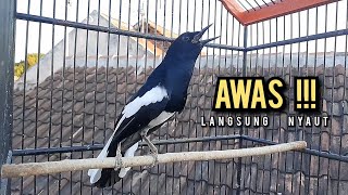 Download lagu kacer gacor NGEPLONG tarung ini paling ampuh buat PANCINGAN KACER agar EMOSI NYAUT mp3 Download lagu kacer gacor NGEPLONG tarung ini paling ampuh buat PANCINGAN KACER agar EMOSI NYAUT mp3