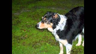 Old Dogs, Children and Watermelon Wine  w/Lyrics