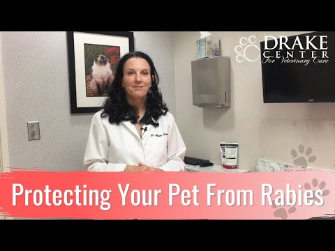 Protecting Your Pet From Rabies
