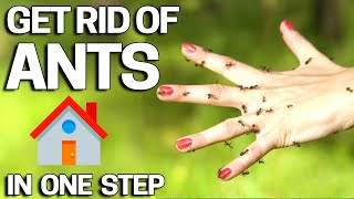 How to Get RID OF ANTS - Cheap & Easy