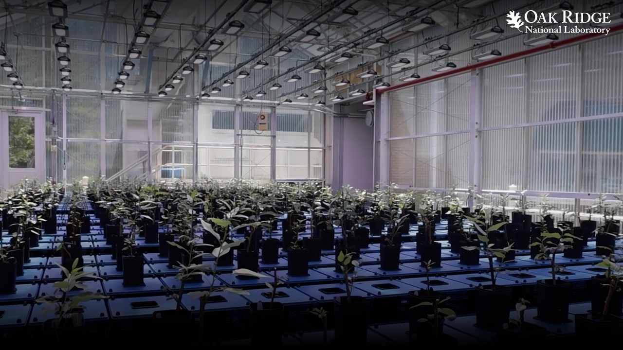 Not Your Average Greenhouse: How ORNL is Using AI & Automation to Revolutionize Plant Science